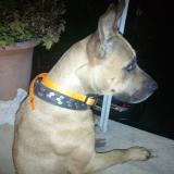 Foto de perro perdido en Saint Projet