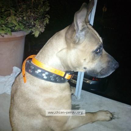 Foto 1/1 Ludivine Petronin Perro perdido en Saint projet