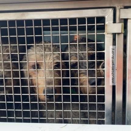Foto de perro perdido en Saint Priest La Prugne