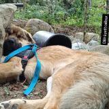 Foto de perro perdido en Annot