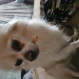 Foto de perro perdido en Longueuil