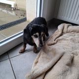 Foto de perro encontrado en St Lambert Du Lattay