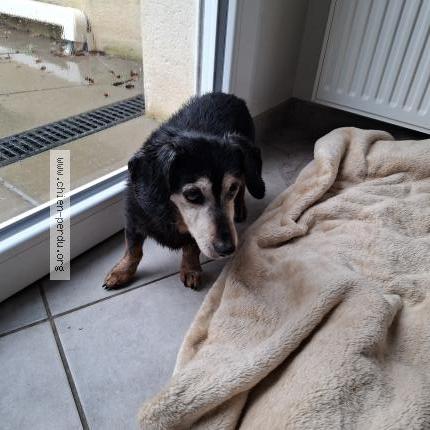 Foto 1/1 Perro encontrado Encontrado en St lambert du lattay