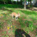 Foto de perro perdido en Cannes