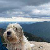 Foto de perro perdido en Saint Germain De Calberte