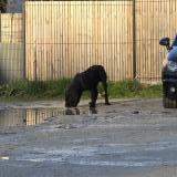 Foto de perro encontrado en Vouvray