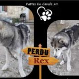 Foto de perro perdido en St Front De Pradoux