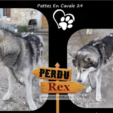 Foto de perro perdido en St Front De Pradoux