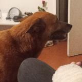 Foto de perro encontrado en Amberieux