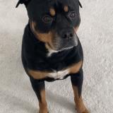 Foto de perro perdido en Bradford