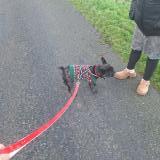 Foto de perro perdido en Montlouis Sur Loire