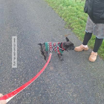 Foto de perro perdido en Montlouis Sur Loire