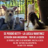 Foto de perro perdido en Vicente Lopez