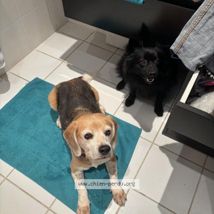 Foto de perro perdido en Vence