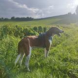 Foto de perro perdido en Ste Croix Sur Buchy