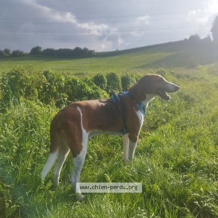 Foto 1/1 Lanceval Chien perdido en Ste croix sur buchy