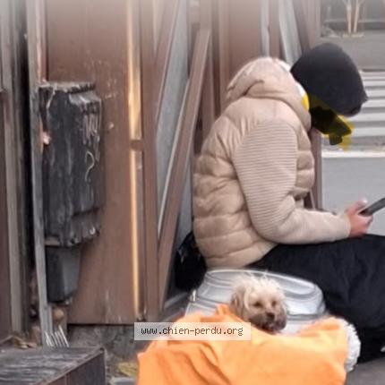 Foto de perro encontrado en Paris