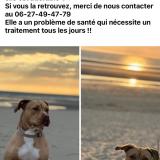 Foto de perro perdido en Cucq