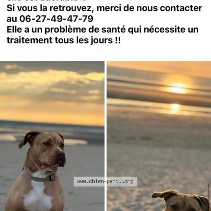 Foto 1/2 Opal Chien perdido en Cucq