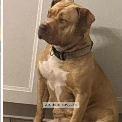 Foto 2/2 Opal Chien perdido en Cucq