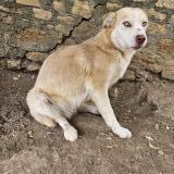 Foto de perro perdido en Saint Lin