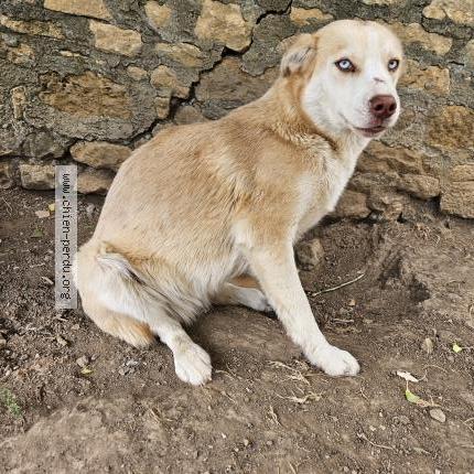 Foto de perro perdido en Saint Lin