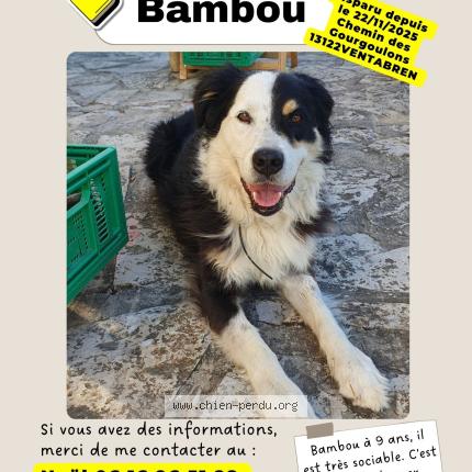 Foto 1/1 Perro encontrado Perdido en Ventabren