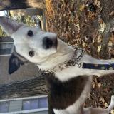 Foto de perro perdido en Birmingham