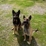 Foto de perro perdido en Castelsarrasin