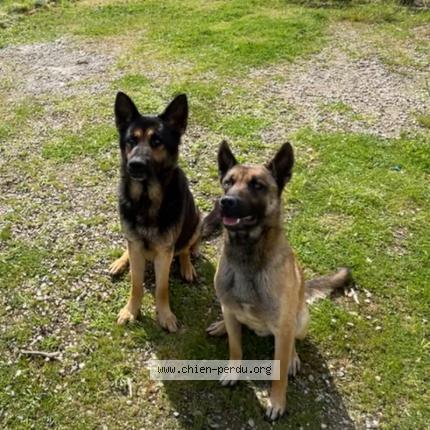 Foto 1/1 Lavanceau Chien perdido en Castelsarrasin