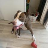 Foto de perro perdido en Beauchene