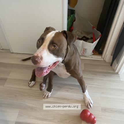 Foto 1/1 Shadow Perro perdido en Beauchene