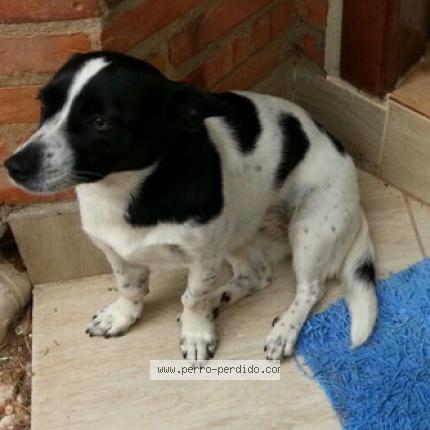 Foto 1/1 Lola Perro perdido en Asuncion