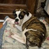 Foto de perro perdido en Esves Le Moutier