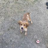 Foto de perro perdido en Bram