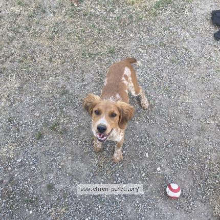 Foto de perro perdido en Bram
