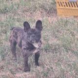 Foto de perro perdido en Montlouis Sur Loire