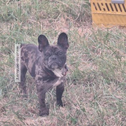 Foto de perro perdido en Montlouis Sur Loire