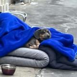 Foto de perro encontrado en Paris