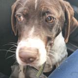 Foto de perro encontrado en Elancourt