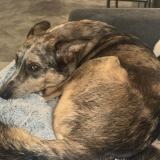 Foto de perro perdido en Bastia