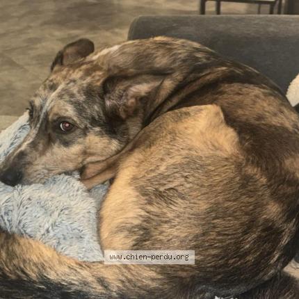 Foto 1/1 Snow Chien perdido en Bastia