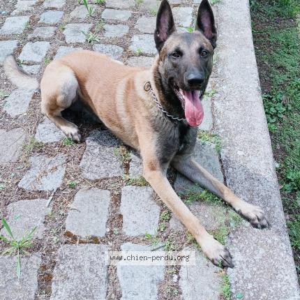 Foto 1/1 Ragnar Perro perdido en Marseille