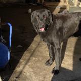 Foto de perro encontrado en Souleuvre En Bocage