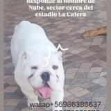 Foto de perro perdido en Calera