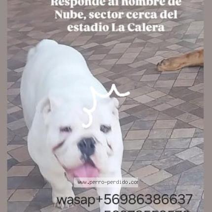 Foto 1/1 nube Perro perdido en Calera