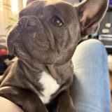 Foto de perro perdido en Tarbes