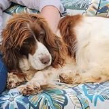 Foto de perro perdido en Courtillers