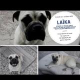 Foto de perro perdido en Vert Le Petit