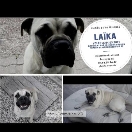 Foto de perro perdido en Vert Le Petit